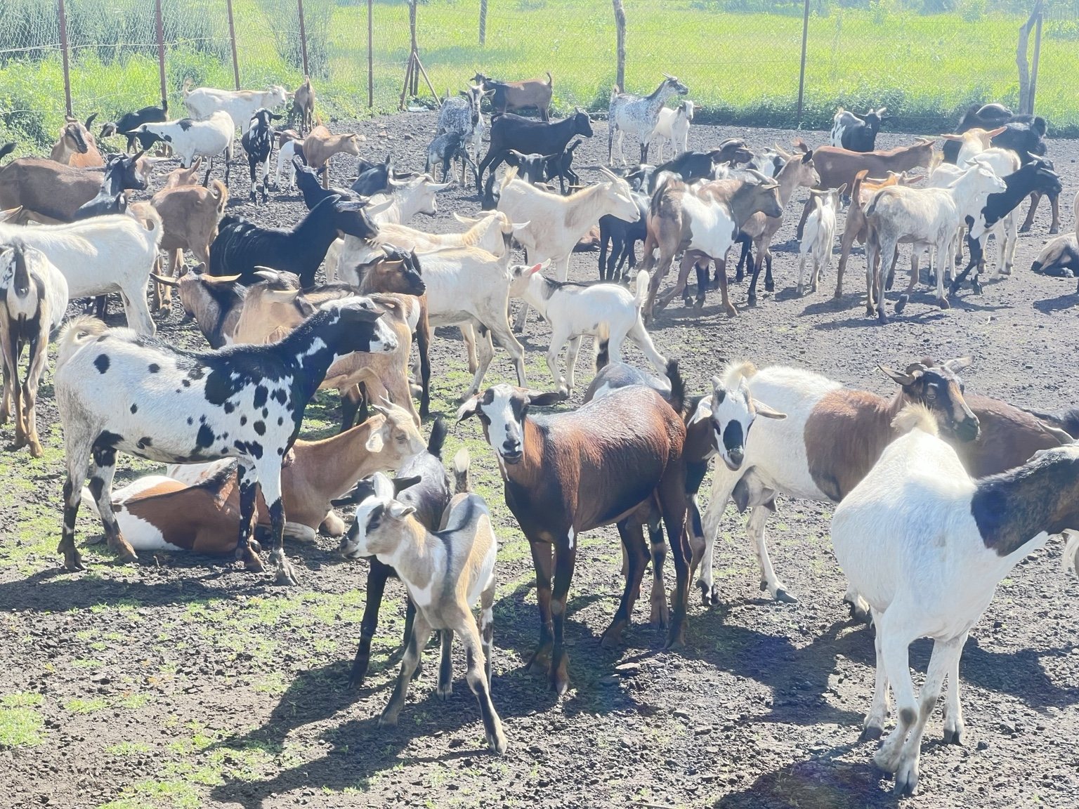 Qurban project field photograph