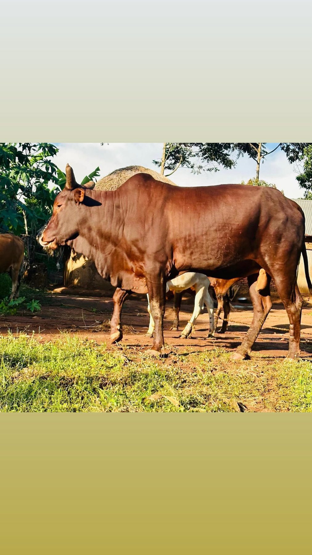 Qurban livestock support