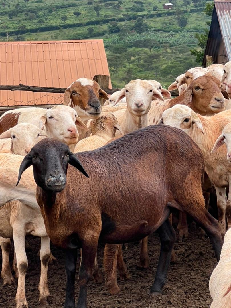 Qurban project field photograph