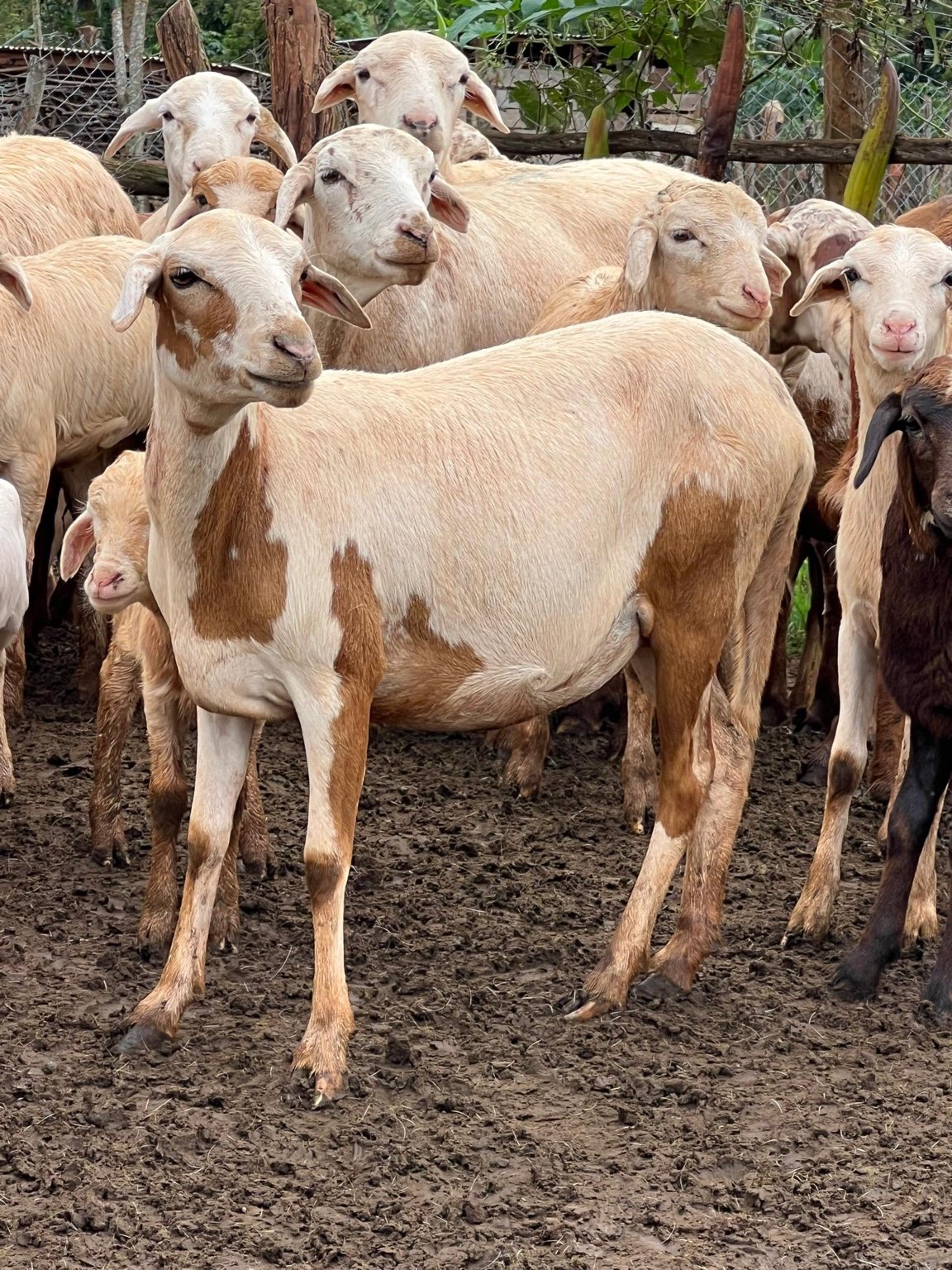 Qurban project field photograph