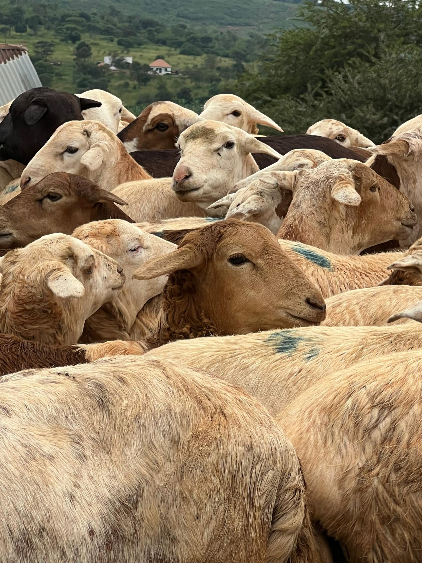 Qurban project field photograph